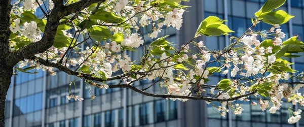 Nieuwsbrief Medimmigrant maart 2026